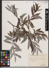 Foto von Salix daphnoides Vill. x Salix eleagnos Scop.